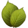 familytreemaker
